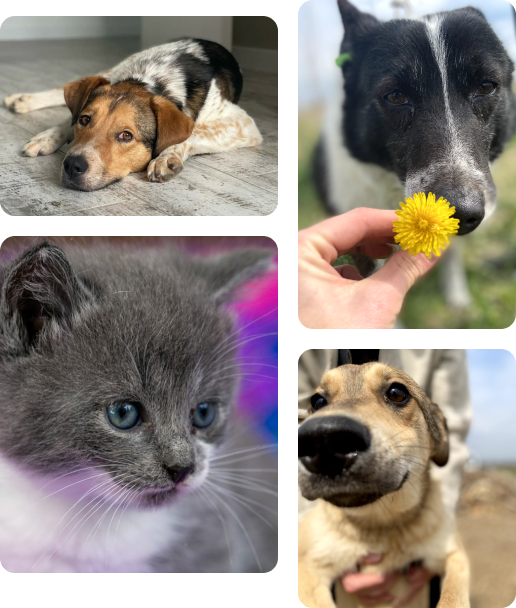 collage pets